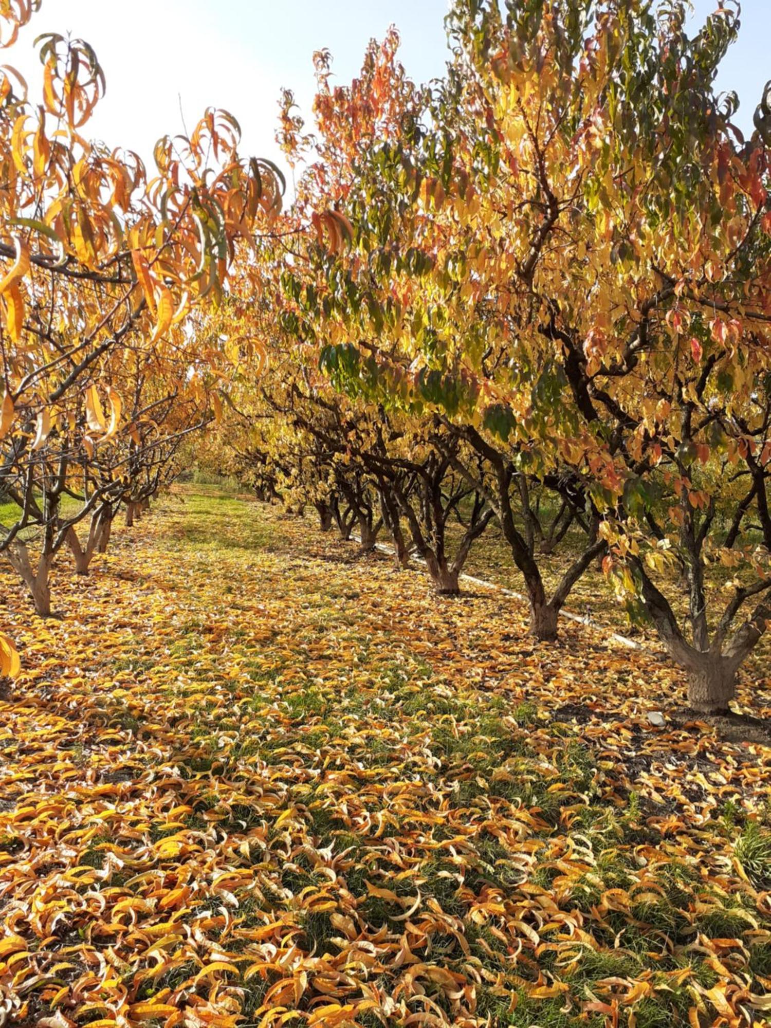 インガースハイム Aux Pieds Des Vignes Bed & Breakfast エクステリア 写真