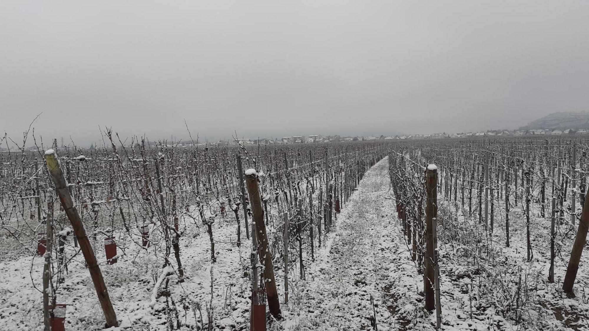 インガースハイム Aux Pieds Des Vignes Bed & Breakfast エクステリア 写真